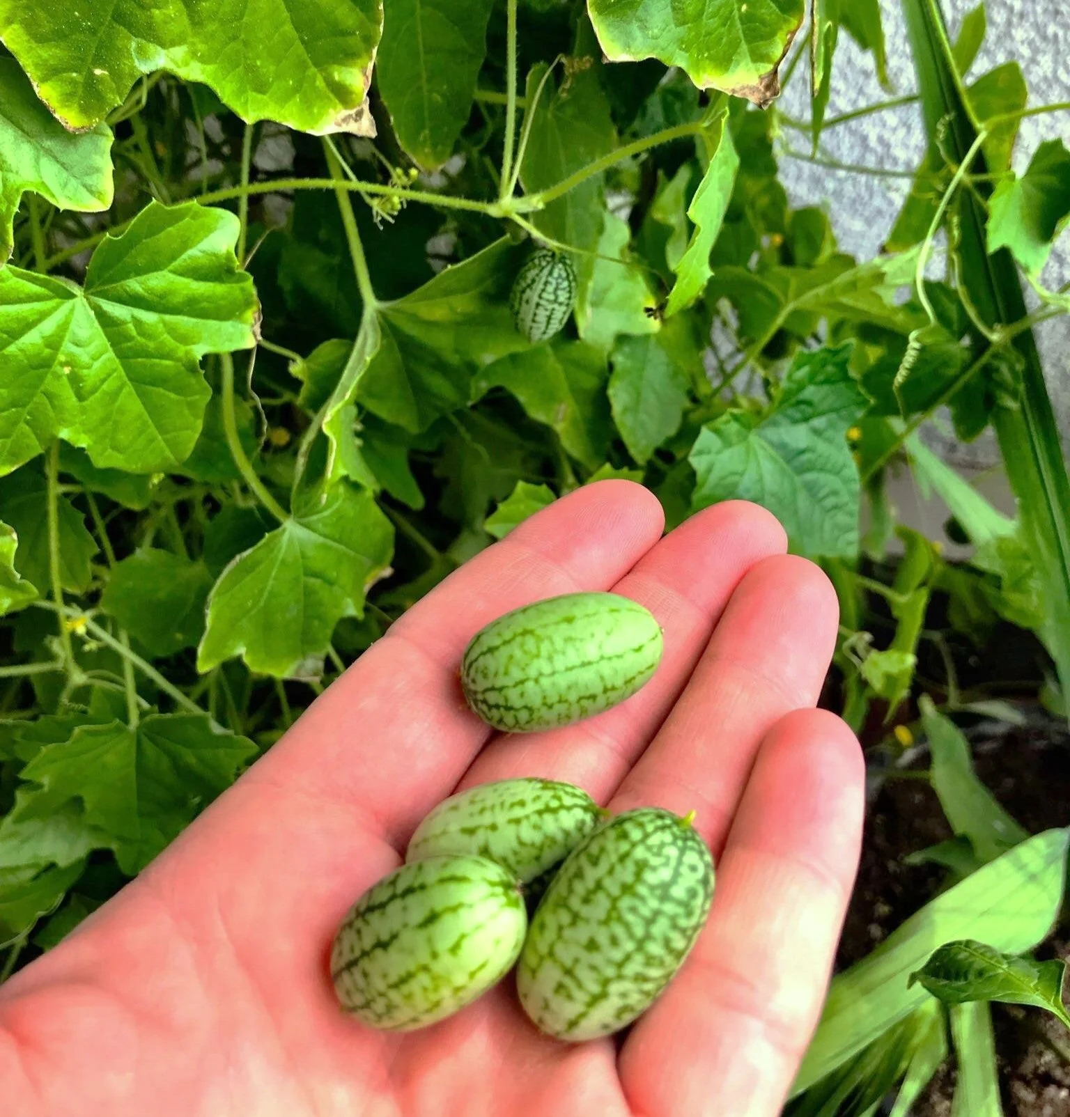 Cucamelon (Mexican Sour Gherkin) - Image 8
