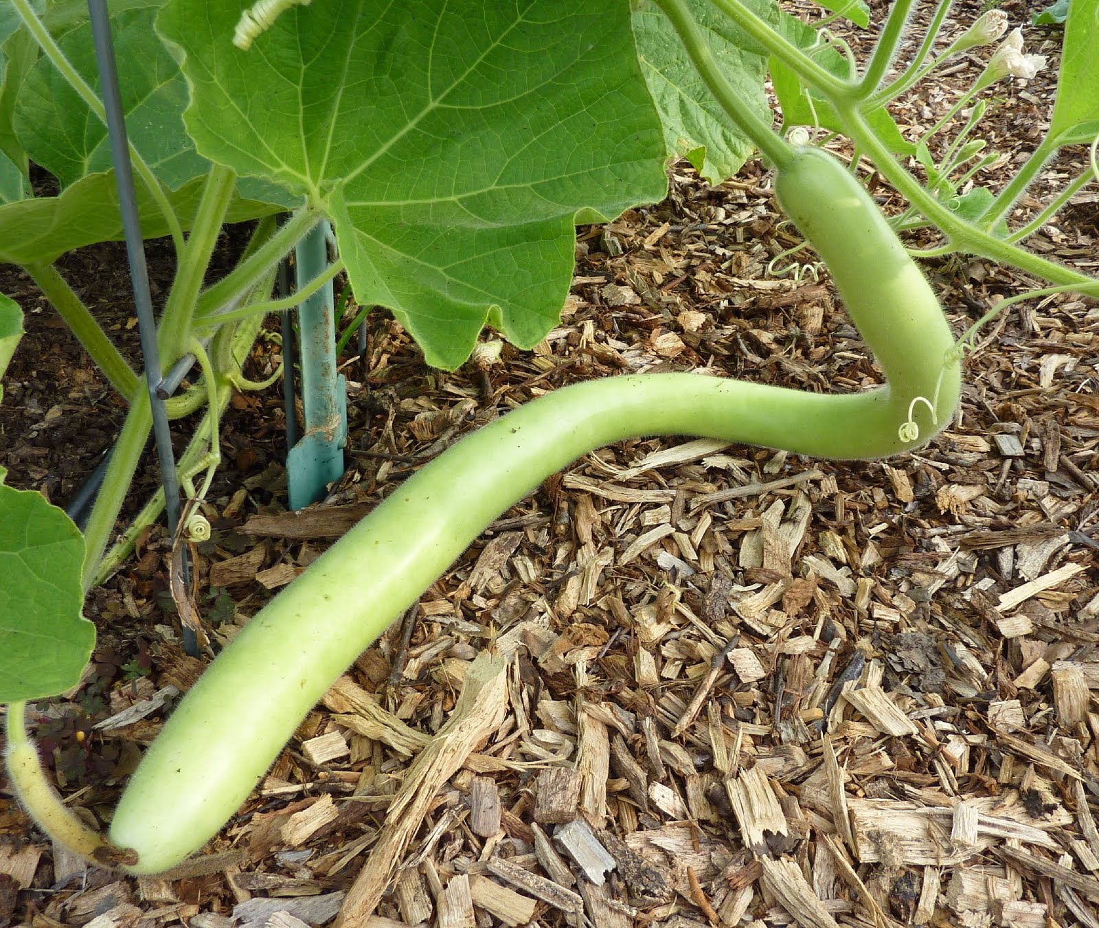 Cucuzza Squash - Image 5
