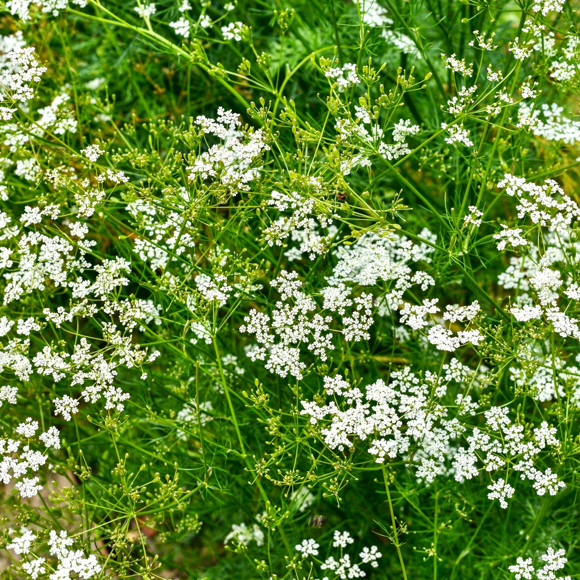 Cumin - Image 2