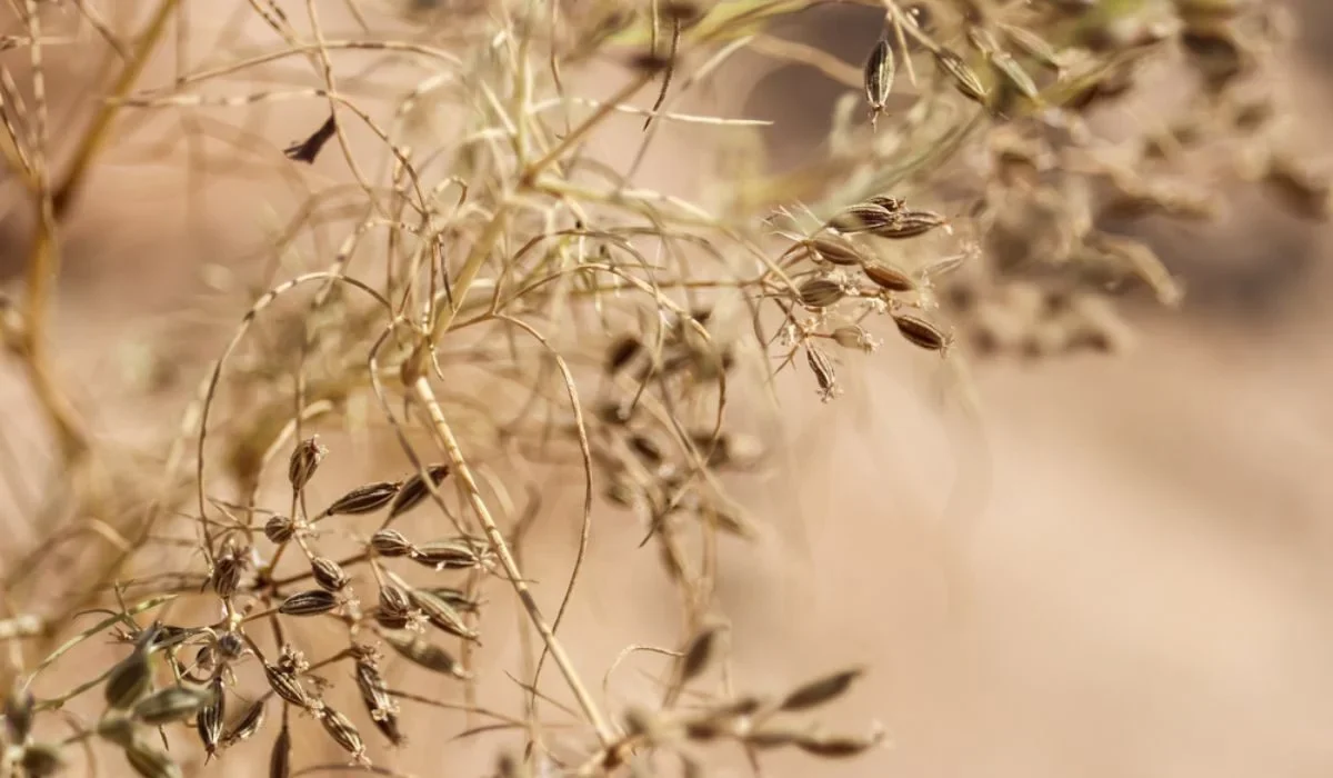 Cumin - Image 3