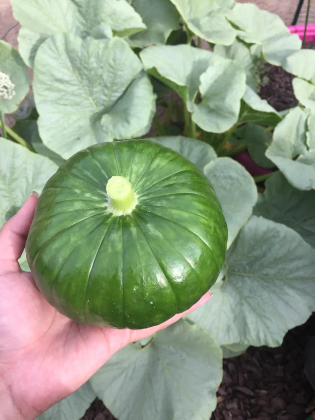 Cupcake Squash - Image 3