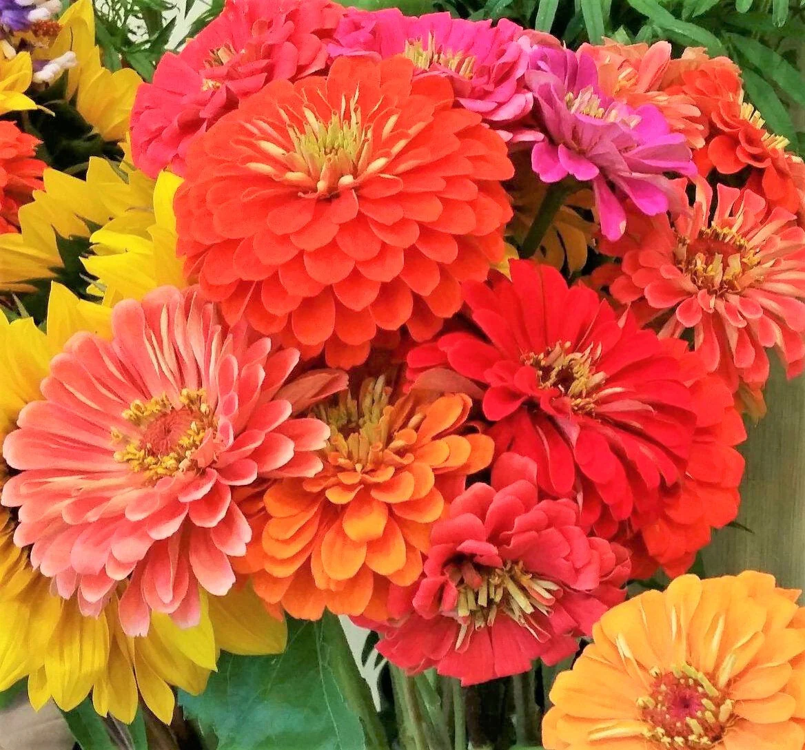 Dahlia Flowered Mix Zinnia - Image 3