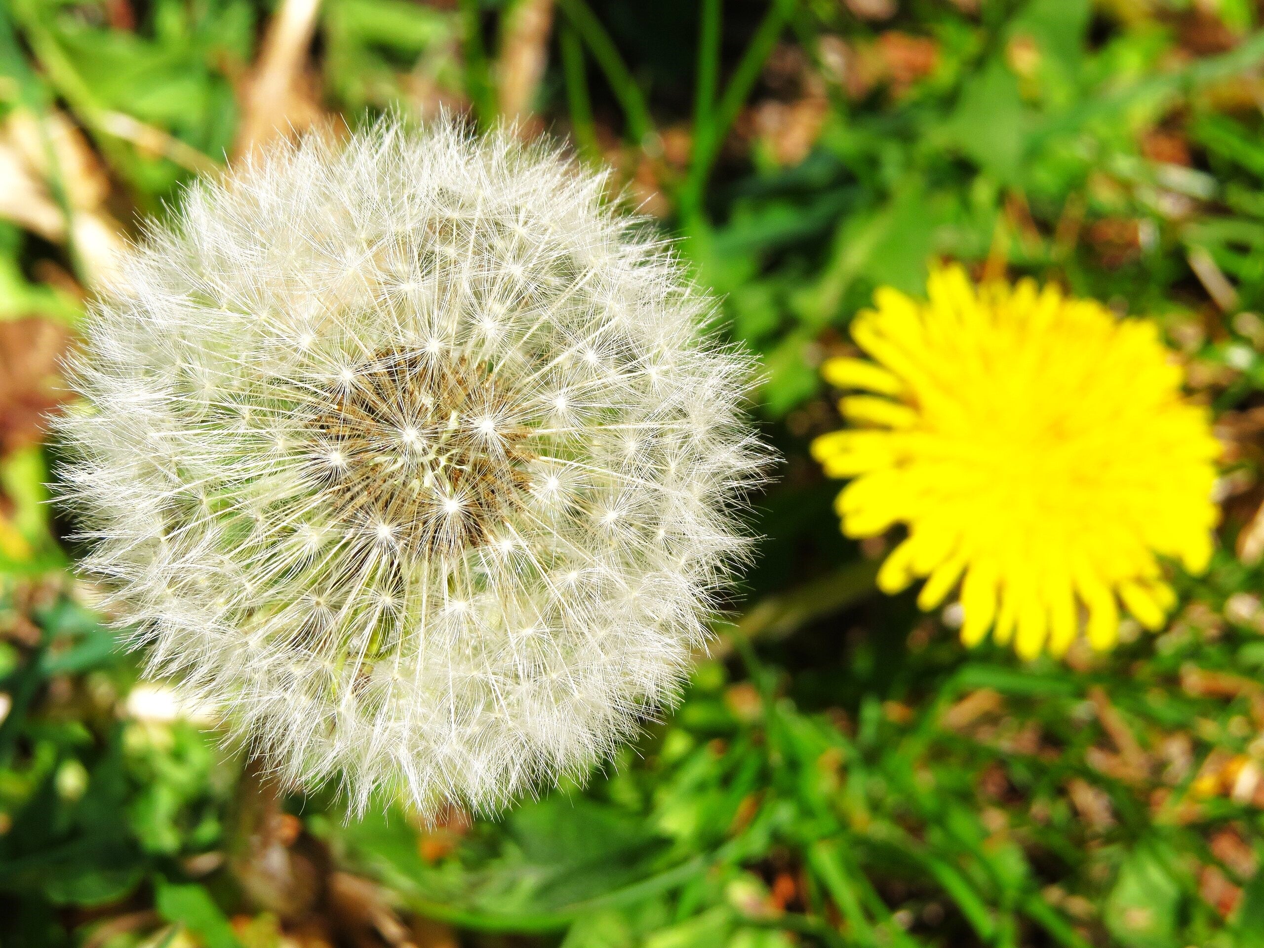 Dandelion - Image 3