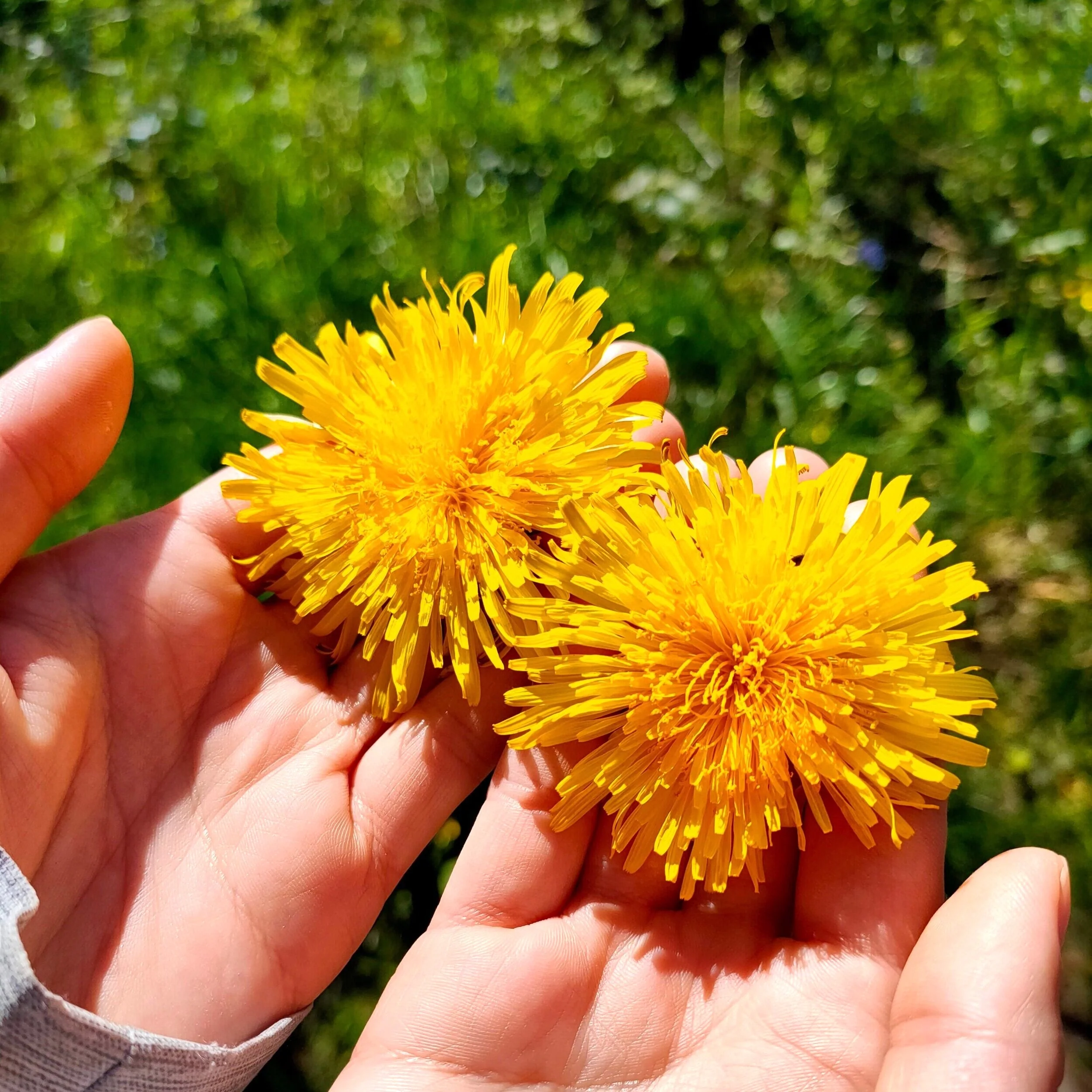 Dandelion - Image 4