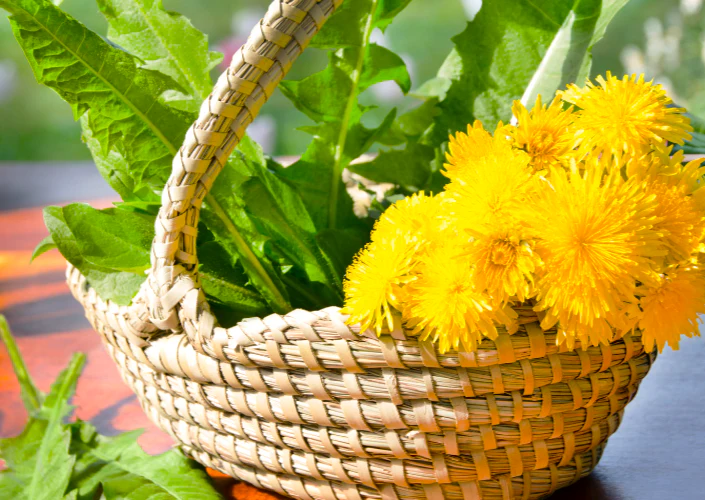 Dandelion - Image 8