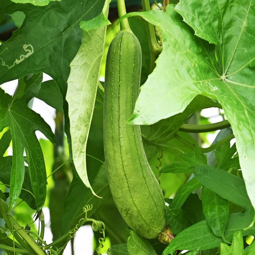 Dok Smooth Luffa Gourd
