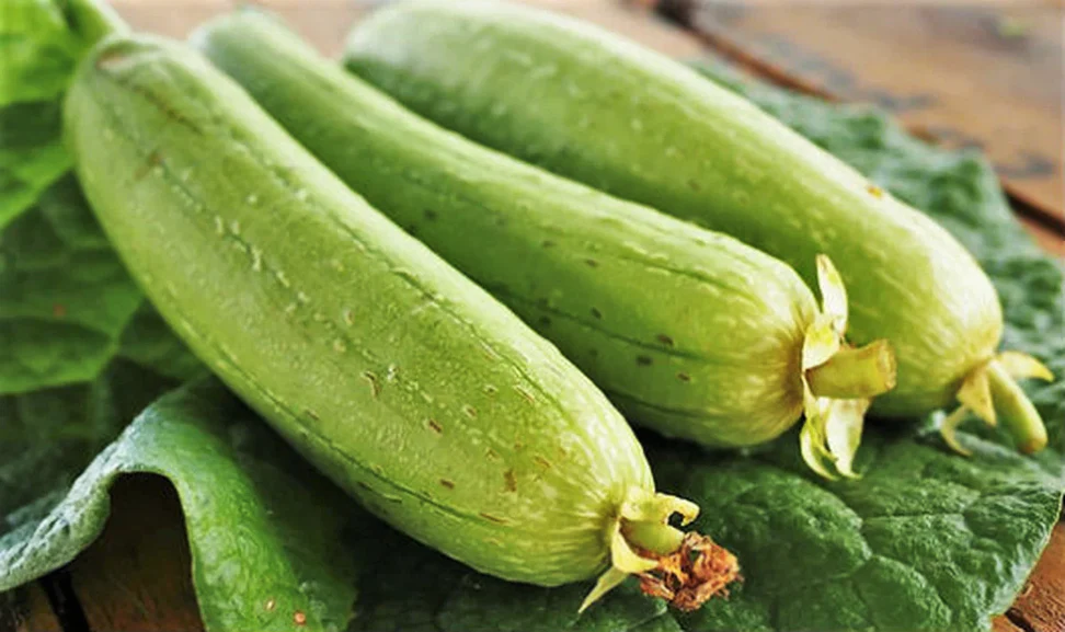 Dok Smooth Luffa Gourd - Image 4