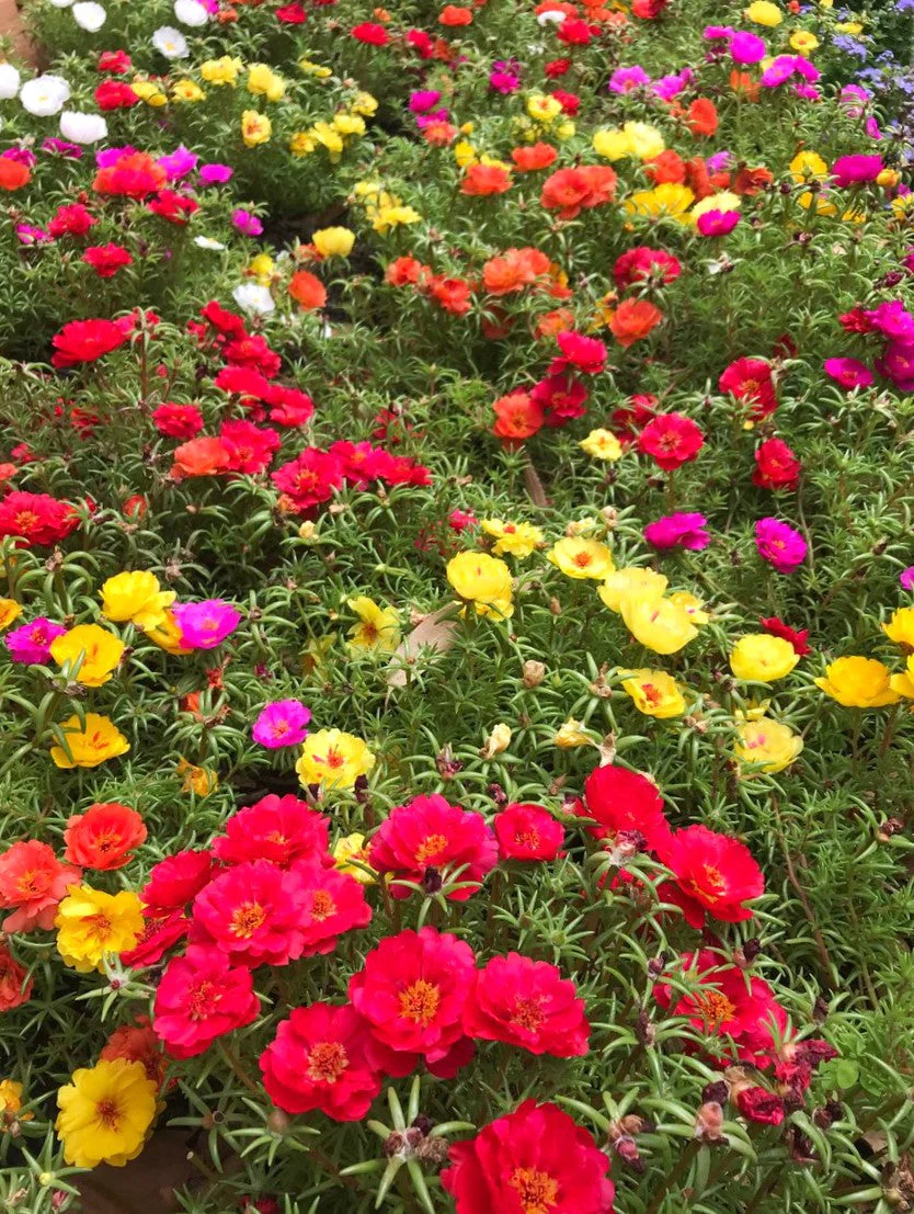 Double Mix Moss Rose Succulent - Image 2