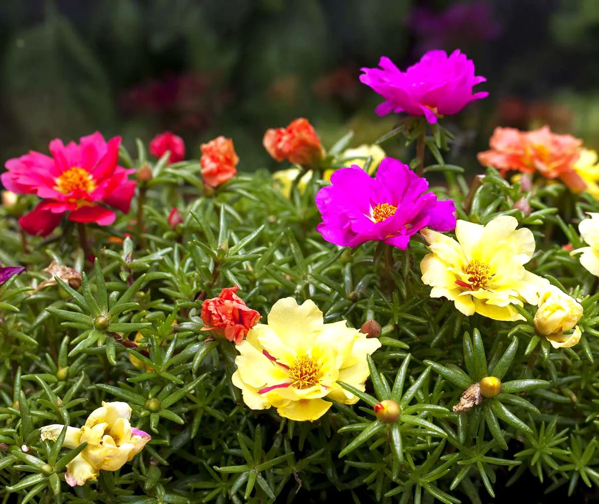 Double Mix Moss Rose Succulent - Image 7
