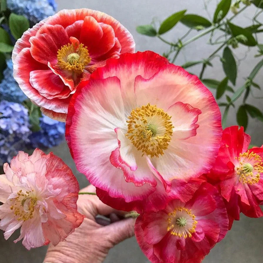 Double Mix Shirley Poppy - Image 5