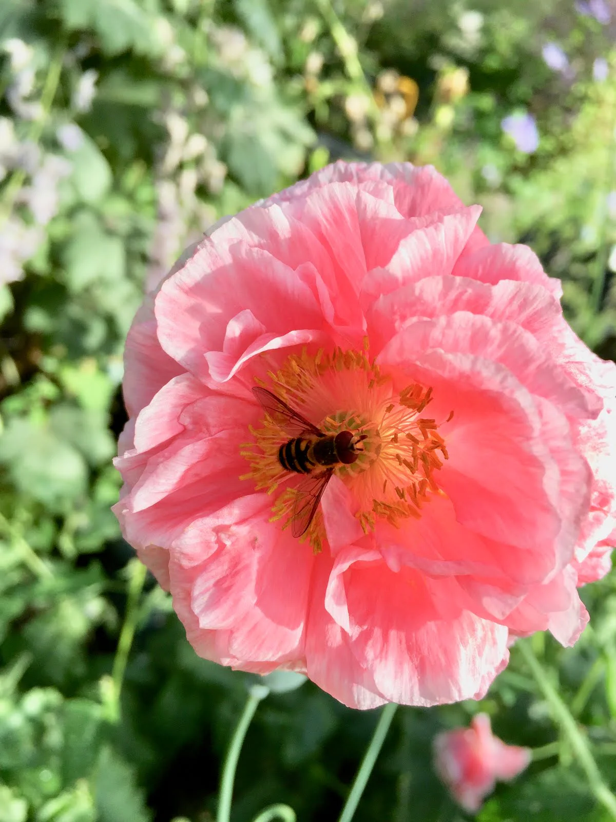 Double Mix Shirley Poppy - Image 7