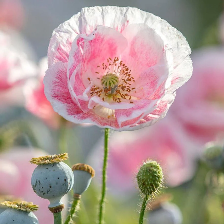 Double Mix Shirley Poppy - Image 8