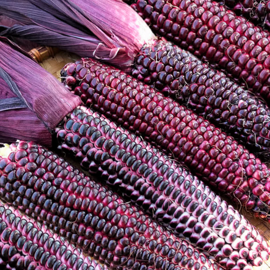 Double Red Sweet Corn