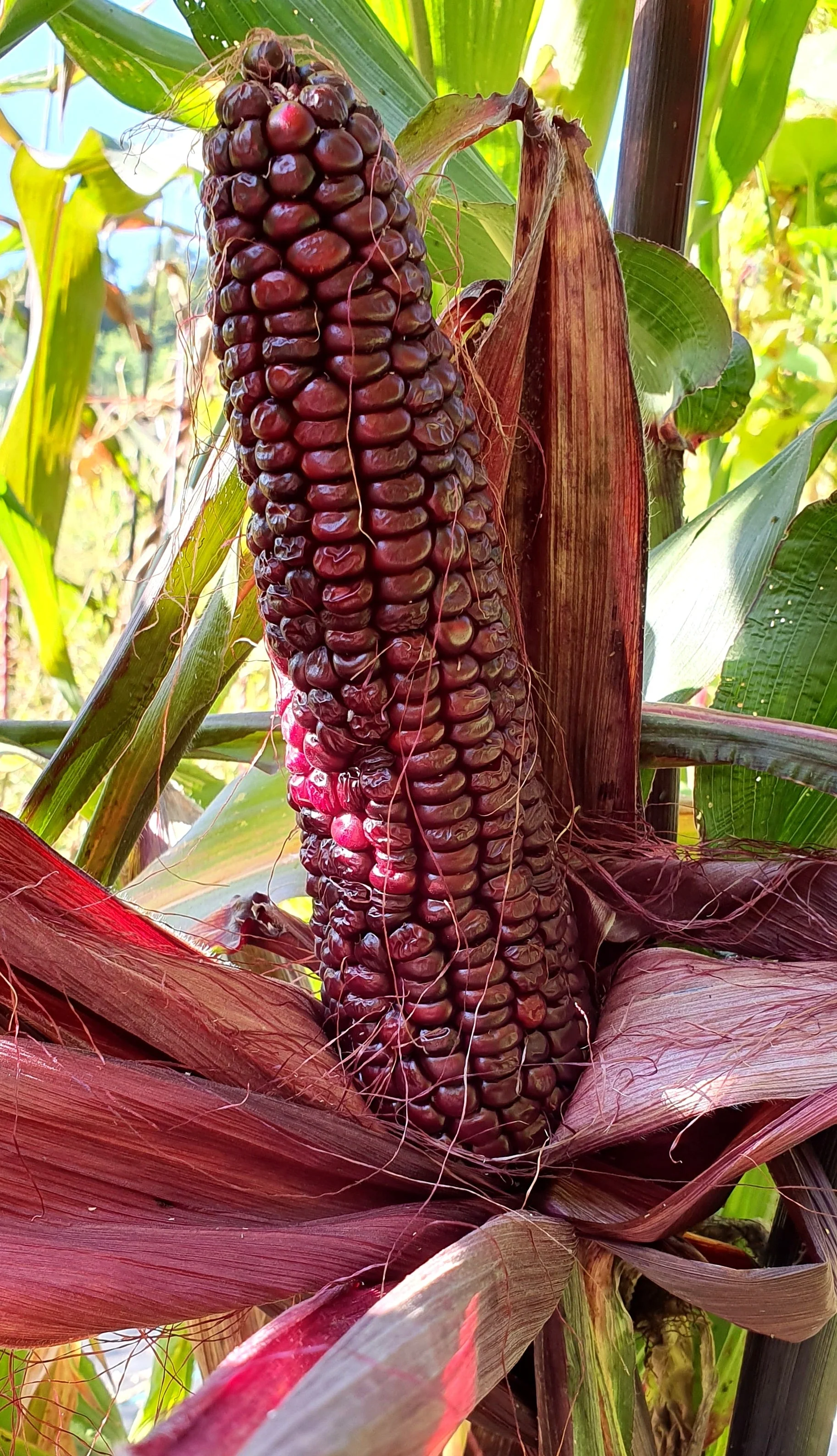 Double Red Sweet Corn - Image 3