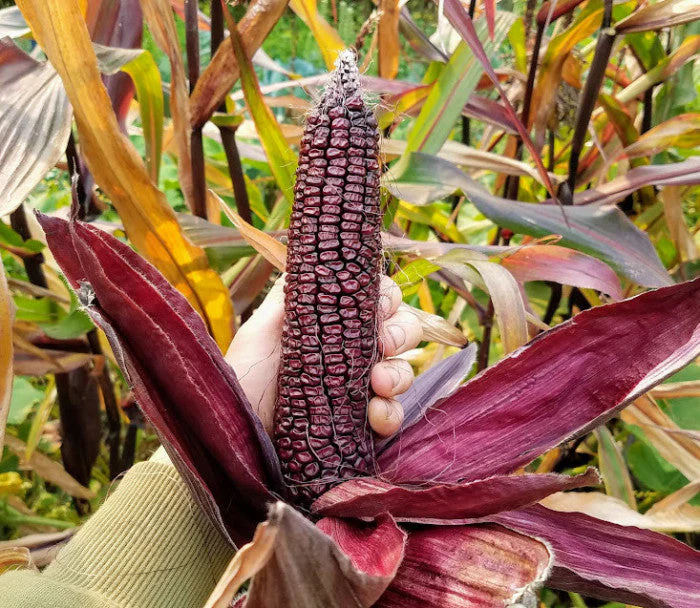 Double Red Sweet Corn - Image 4
