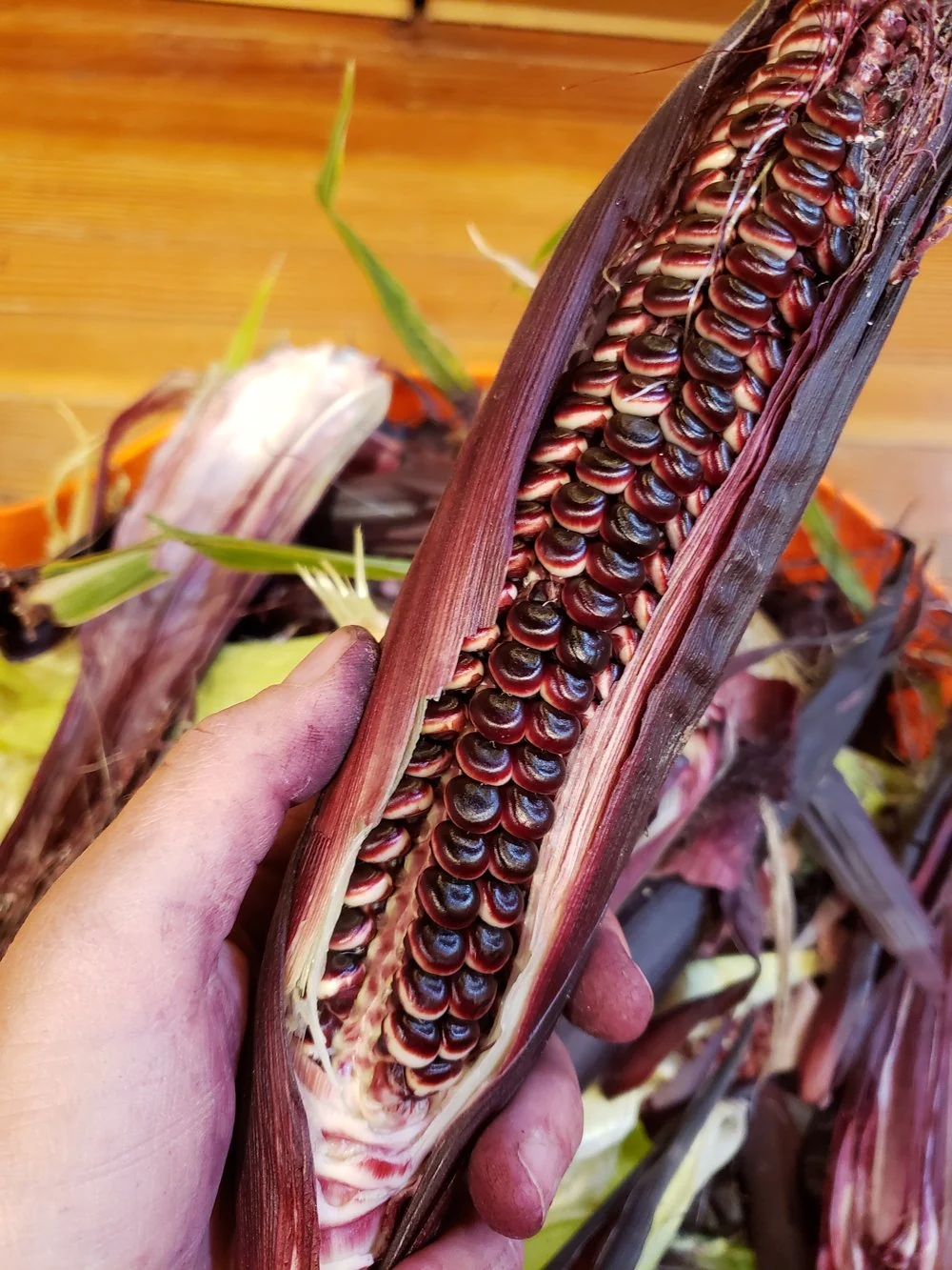Double Red Sweet Corn - Image 9