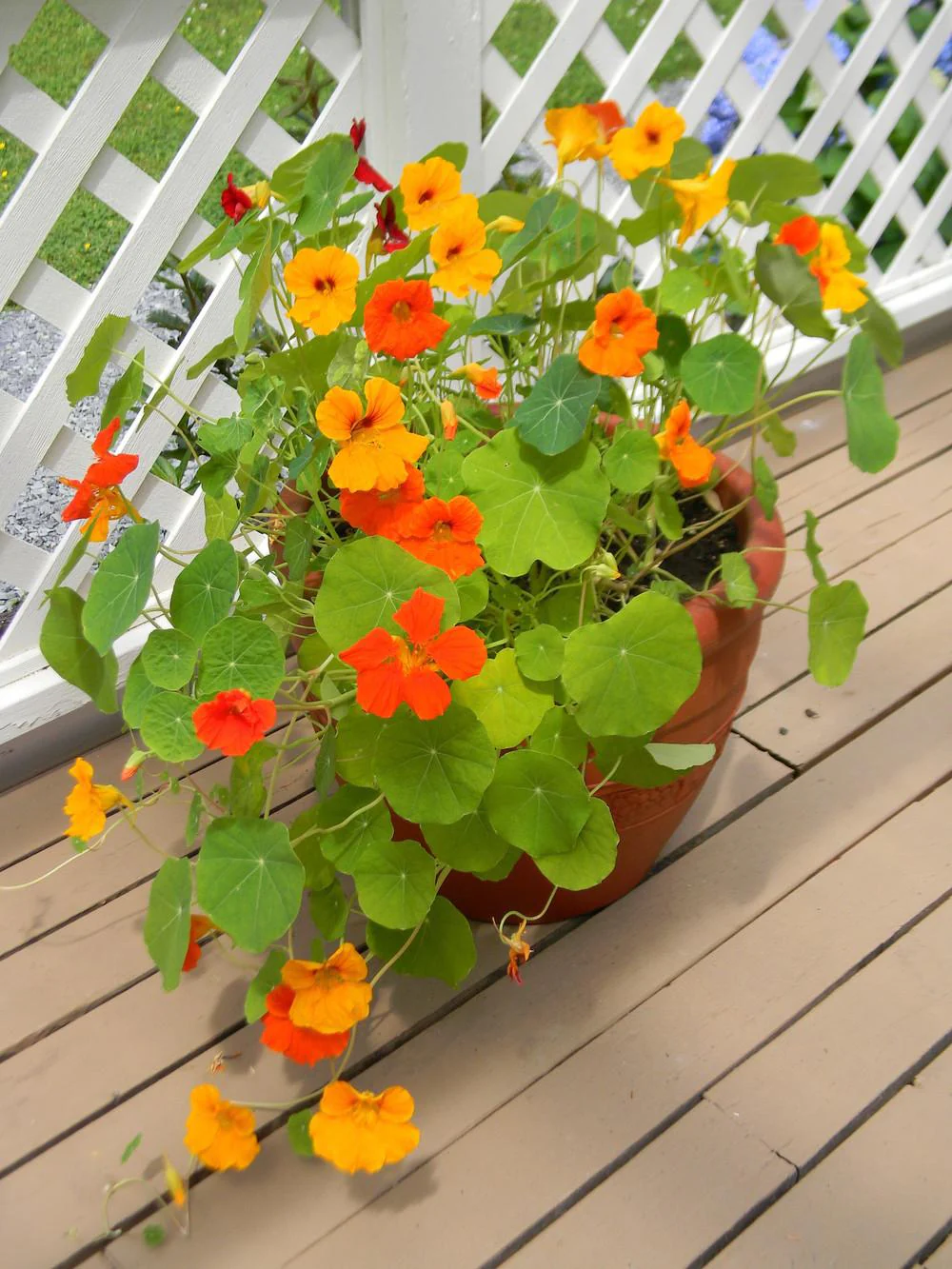 Dwarf Jewel Mix Nasturtium - Image 3