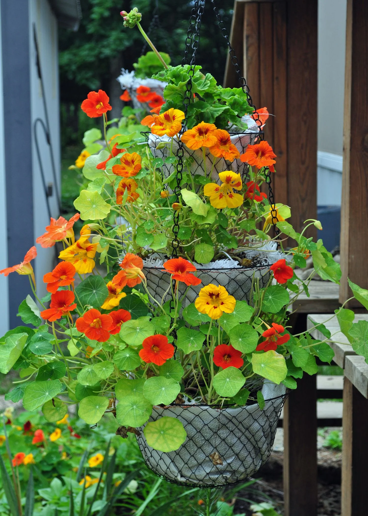 Dwarf Jewel Mix Nasturtium - Image 4