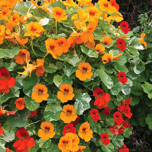 Dwarf Jewel Mix Nasturtium - Image 5