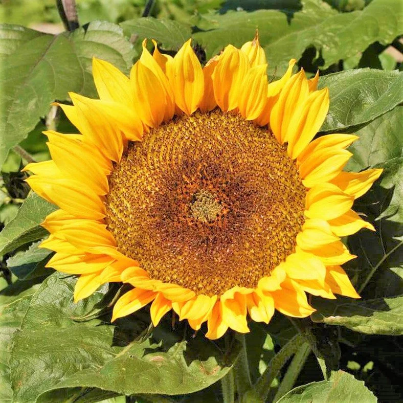 Dwarf Sunspot Sunflower