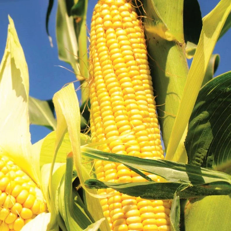 Early Sunglow Sweet Corn