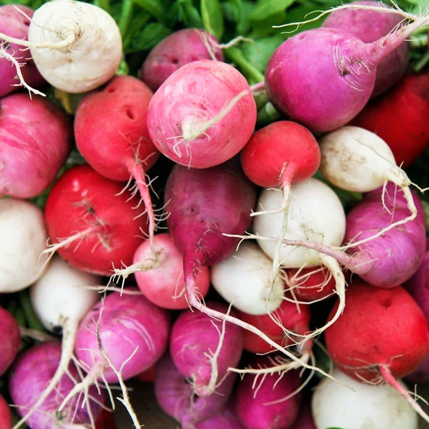Easter Egg Mix Radish