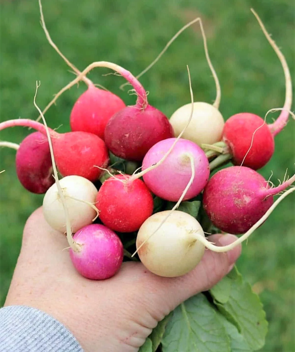 Easter Egg Mix Radish - Image 2