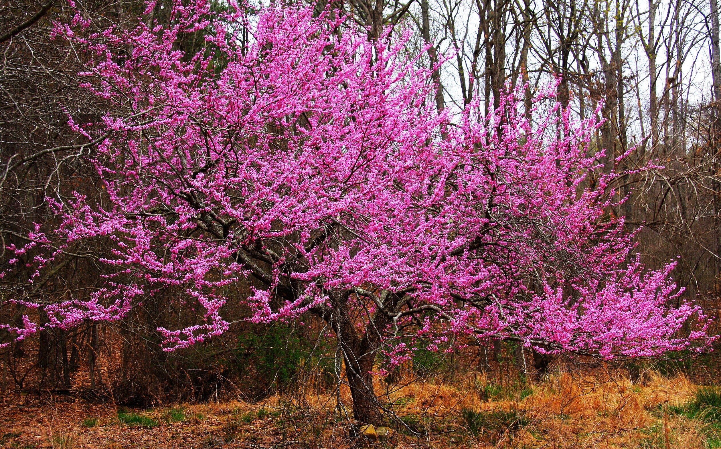 Eastern Redbud Tree - Image 10