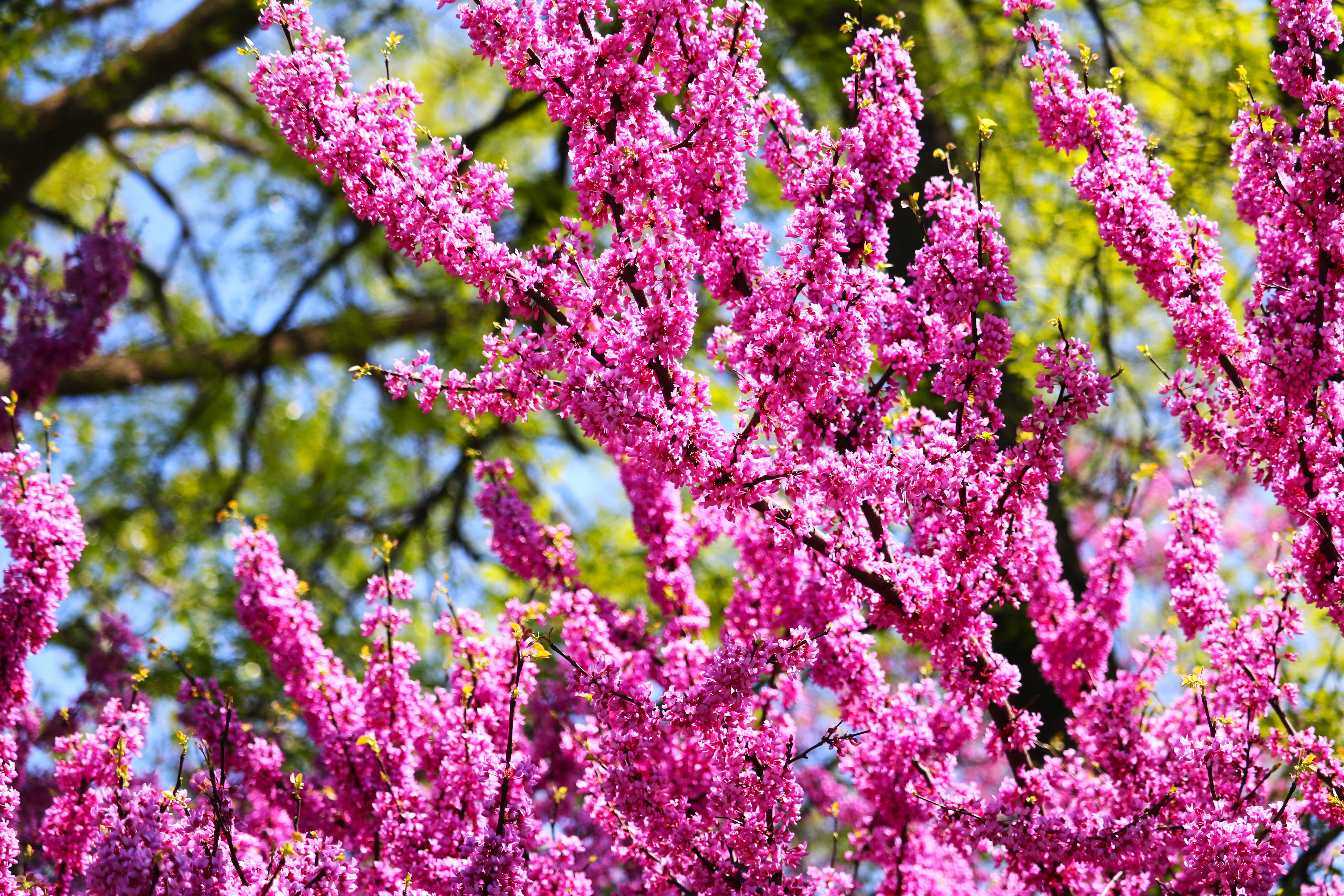 Eastern Redbud Tree - Image 2