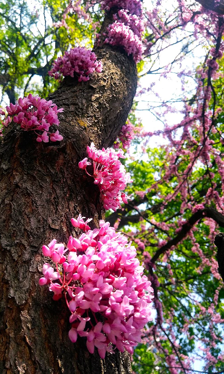Eastern Redbud Tree - Image 8