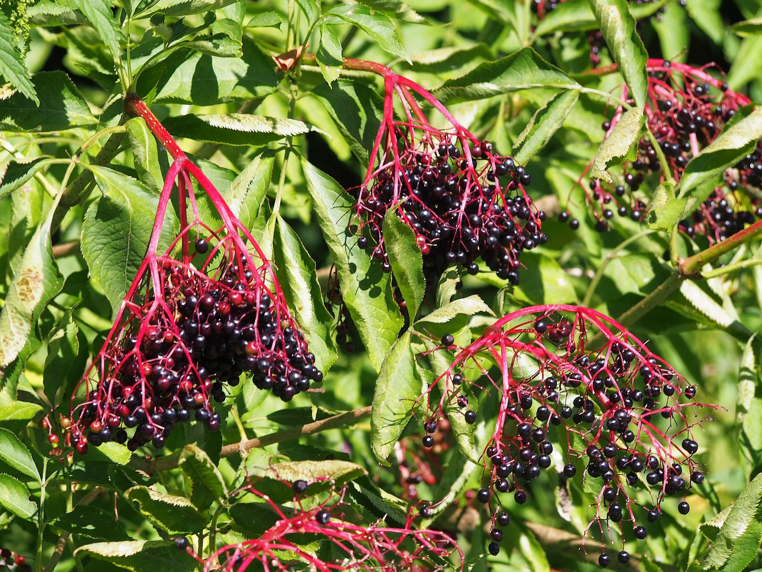 Elderberry Tree - Image 2