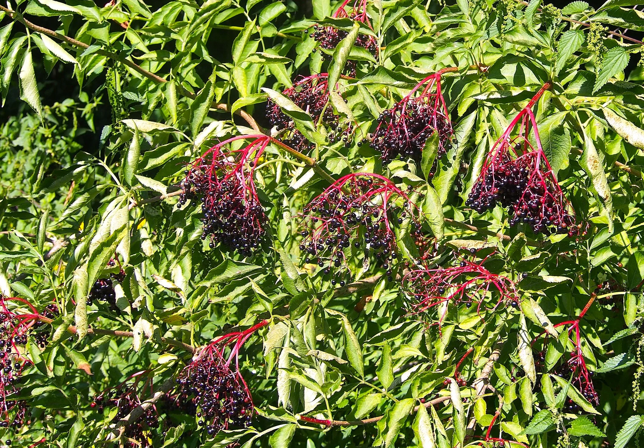 Elderberry Tree - Image 4