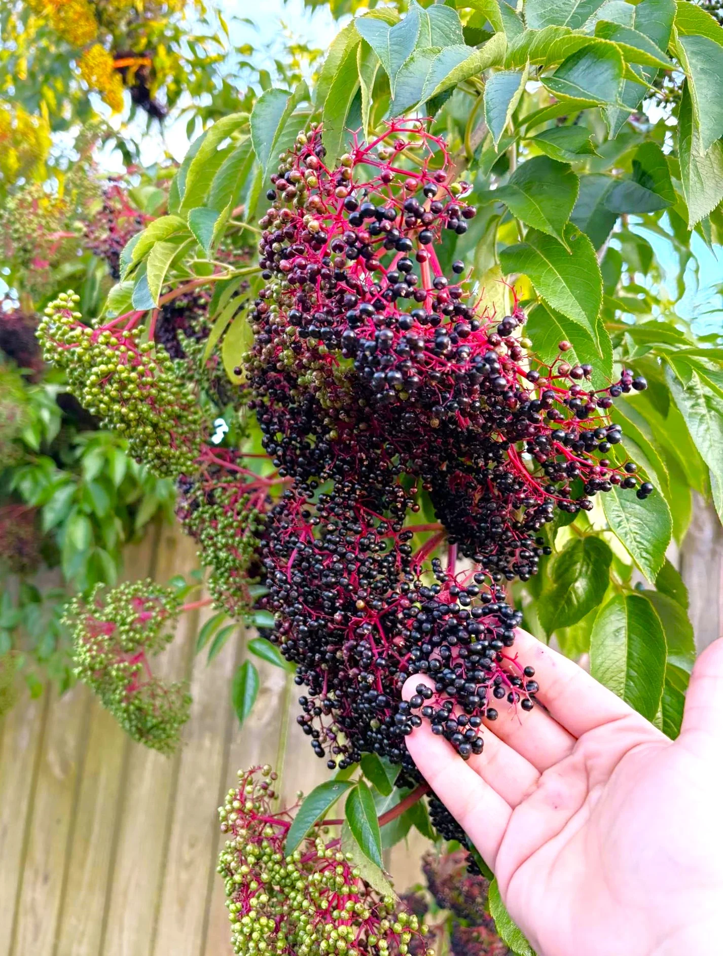 Elderberry Tree - Image 5