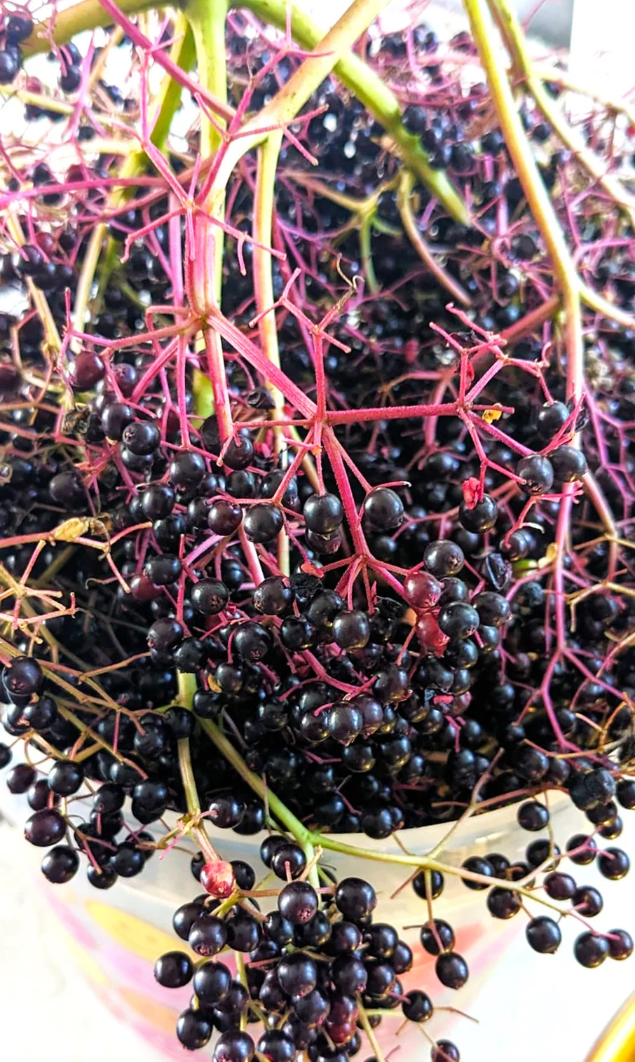 Elderberry Tree - Image 6