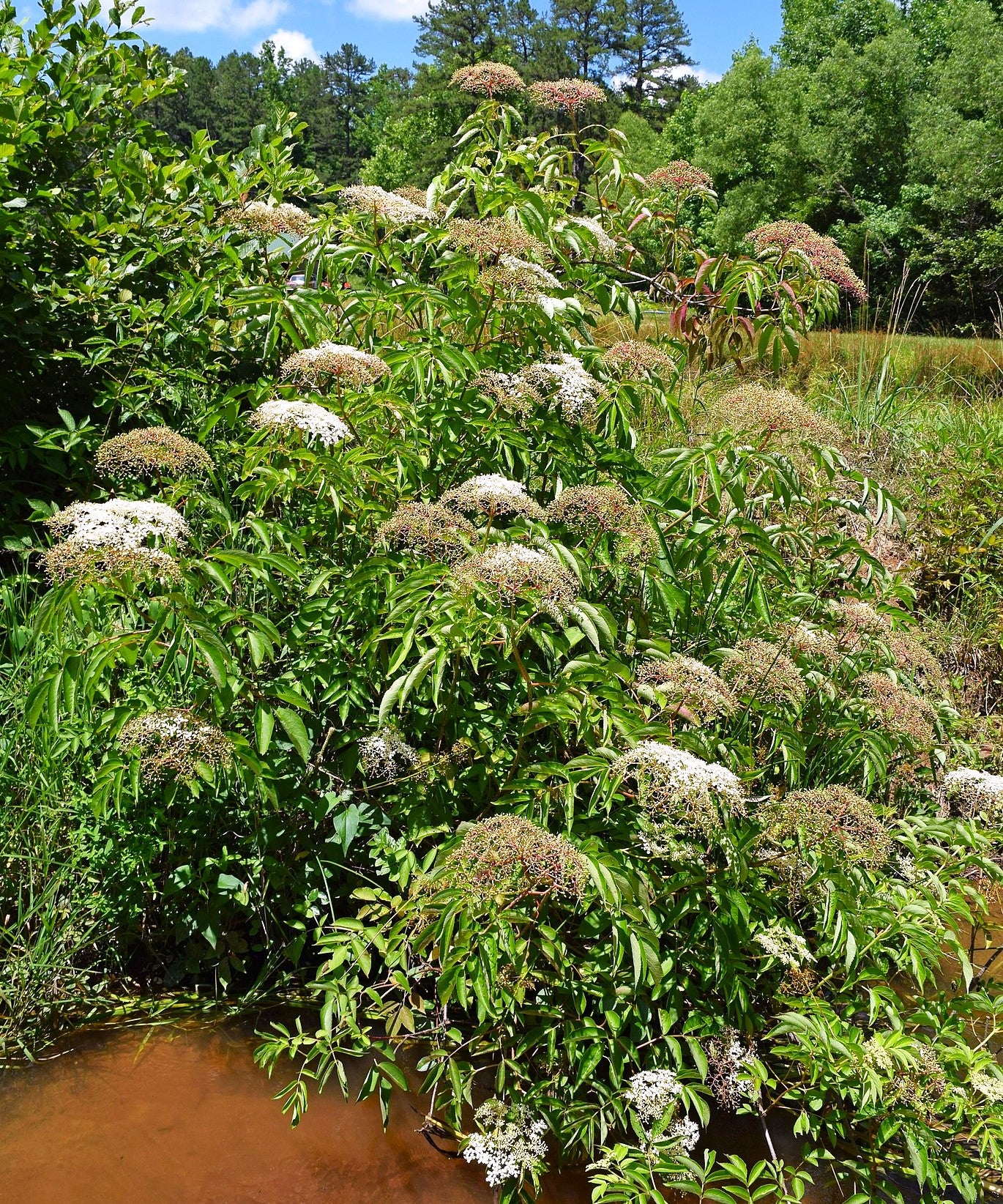 Elderberry Tree - Image 8