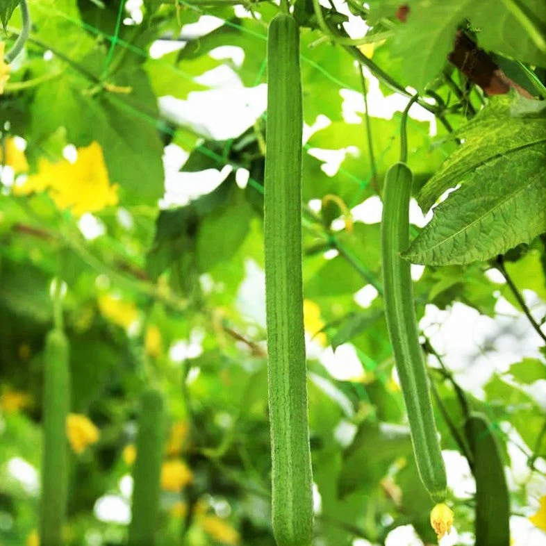 Emerald Smooth Luffa Gourd