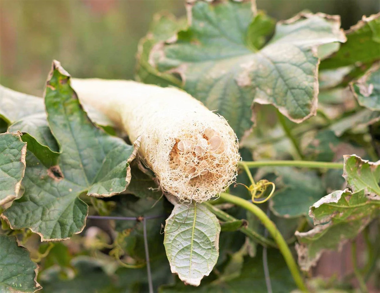 Emerald Smooth Luffa Gourd - Image 4