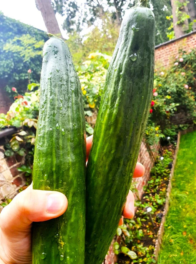 English Telegraph Improved Burpless Cucumber (English Cucumber) - Image 5