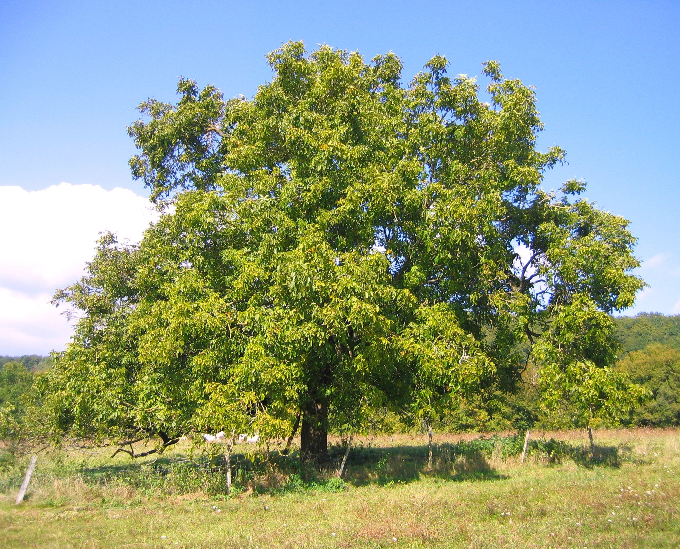 Carpathian English Walnut Tree - Image 7