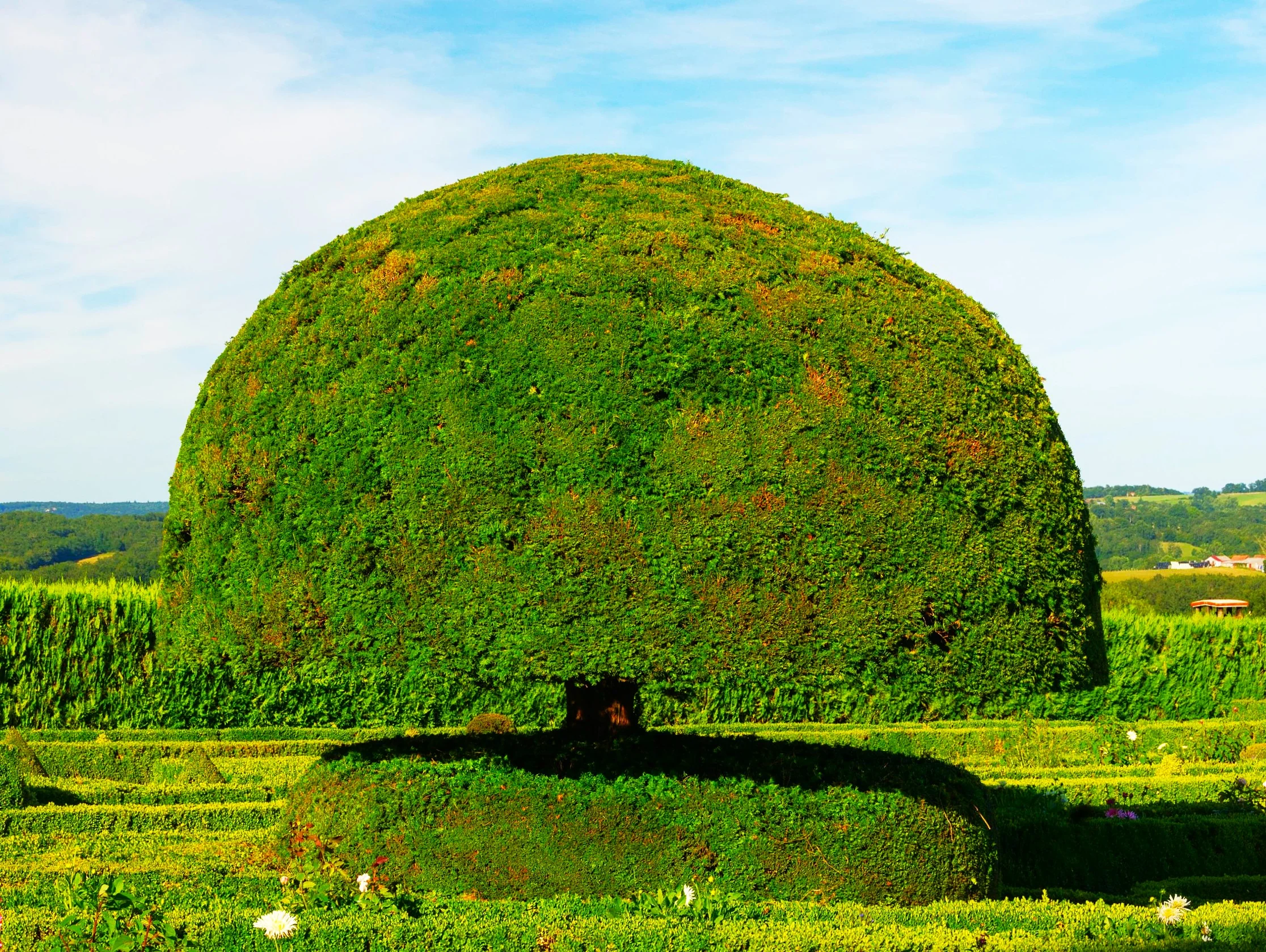English Yew - Image 8