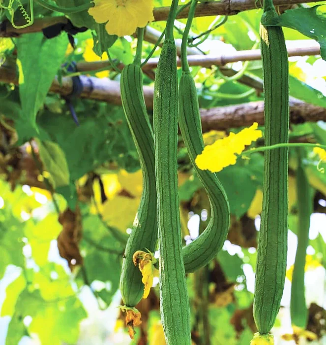 Extra Long Smooth Luffa Gourd