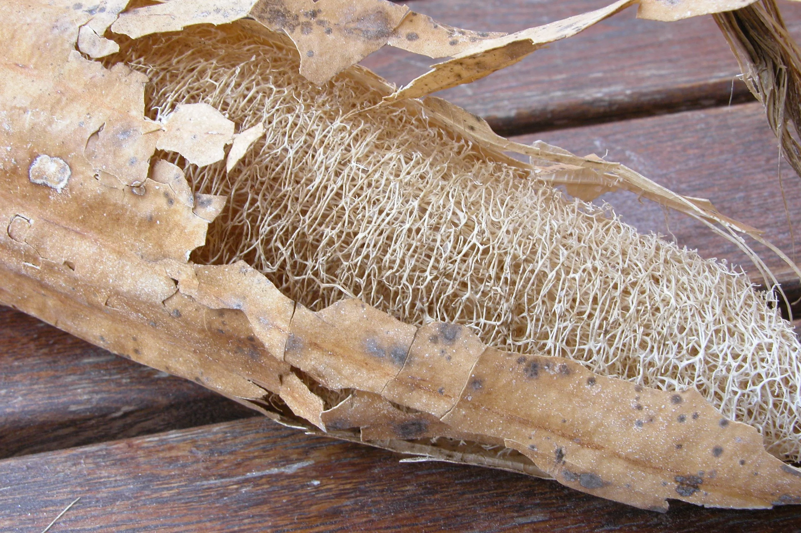 Extra Long Smooth Luffa Gourd - Image 4