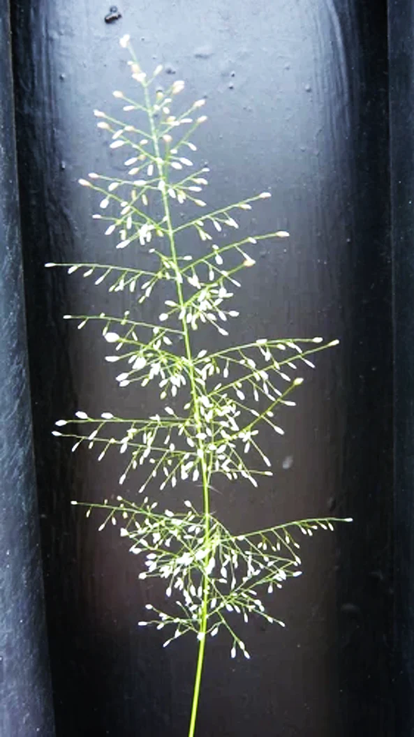 Feather Lovegrass - Image 10