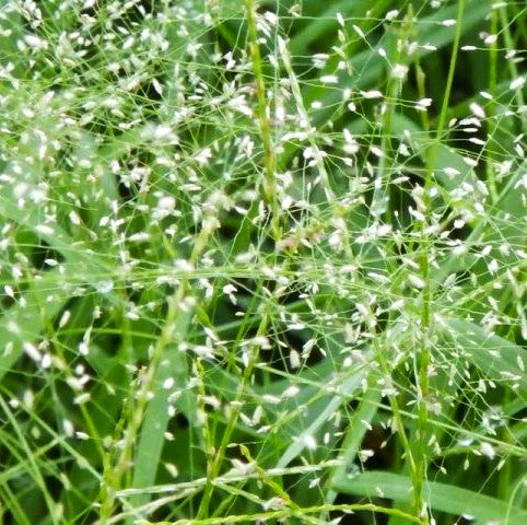 Feather Lovegrass - Image 3
