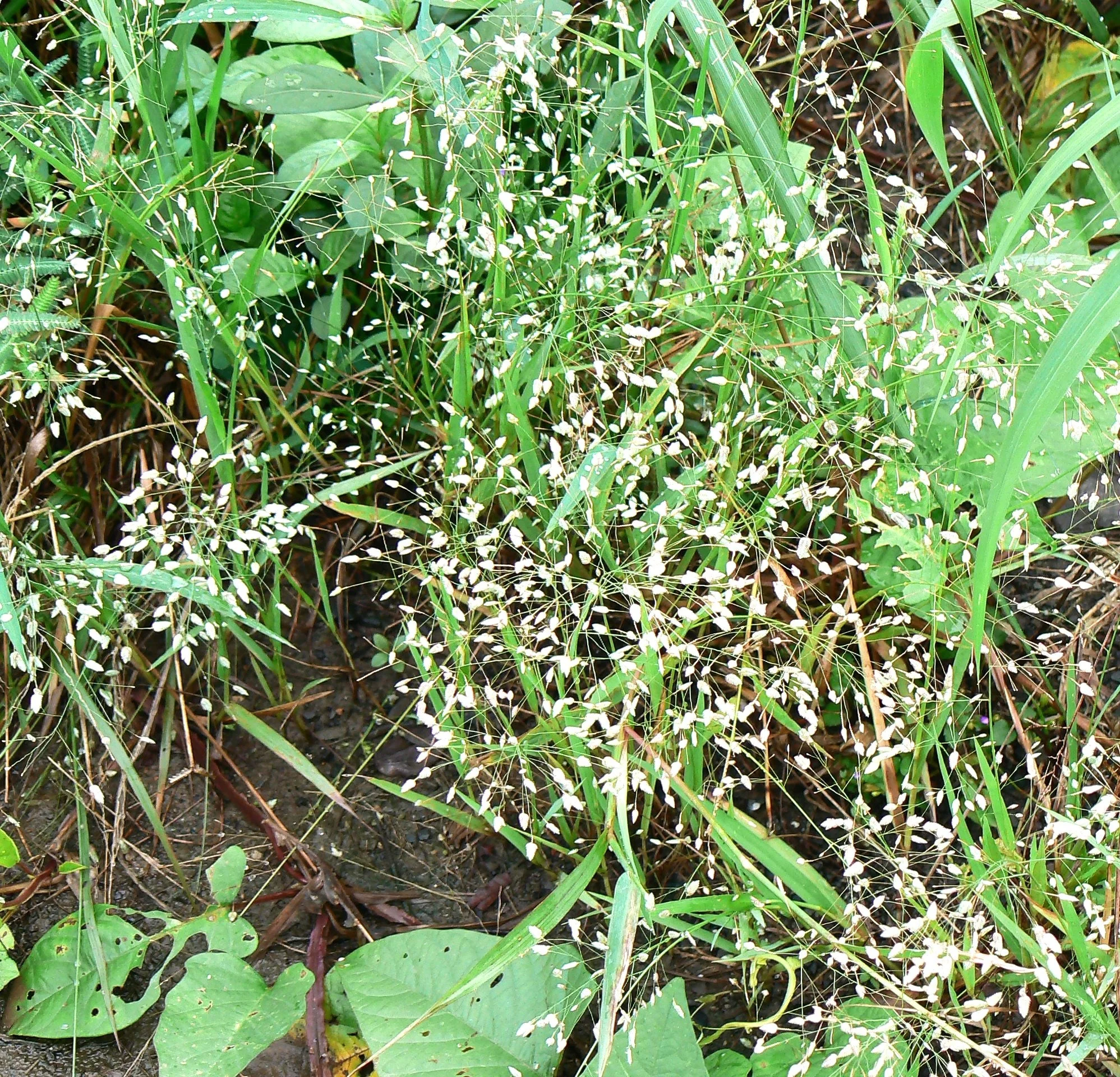 Feather Lovegrass - Image 6
