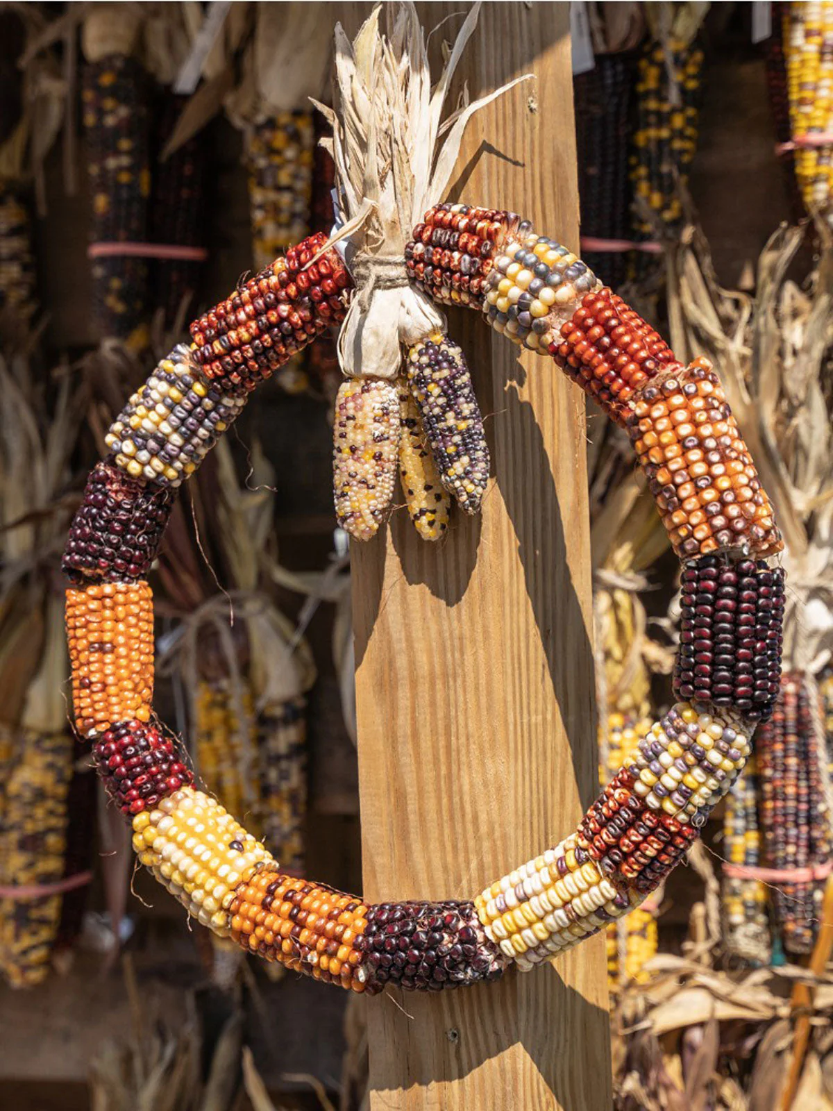 Fiesta Ornamental Corn - Image 6