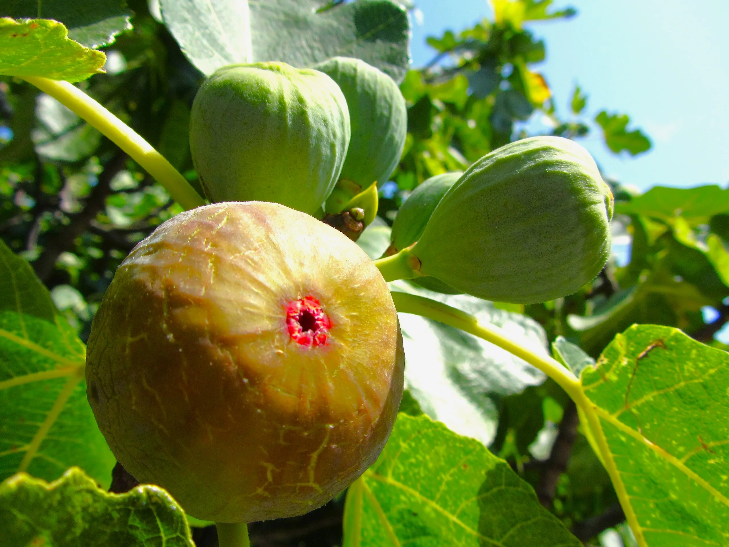 Fig Tree - Image 2