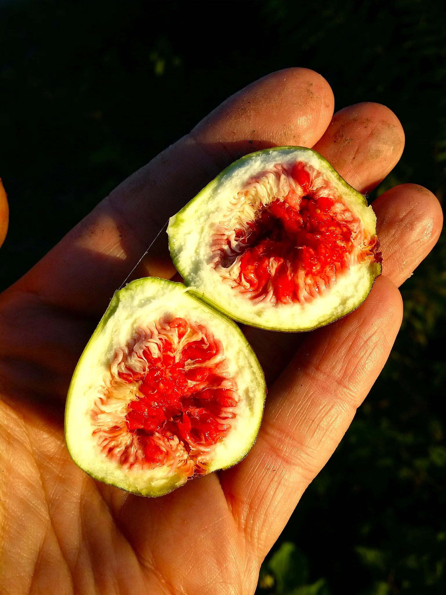 Fig Tree - Image 6