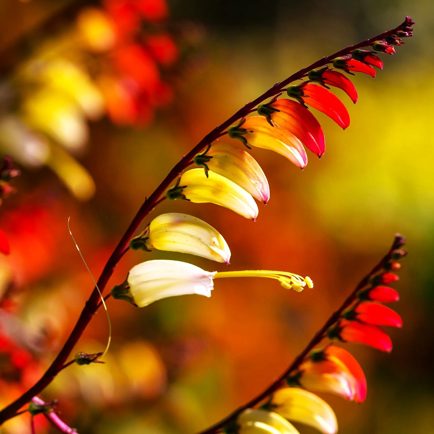 Firecracker Vine