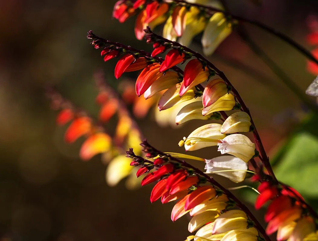 Firecracker Vine - Image 10